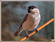 Mésange Nonnette